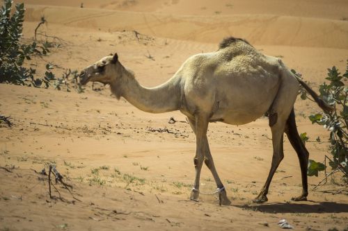 camel dromedary desert