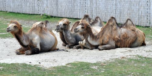 camel veszprém zoo