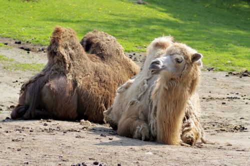 camel animal brown