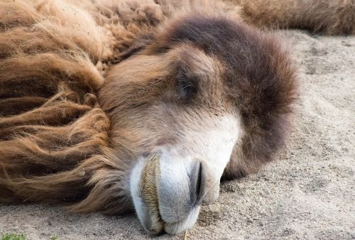 camel animal zoo