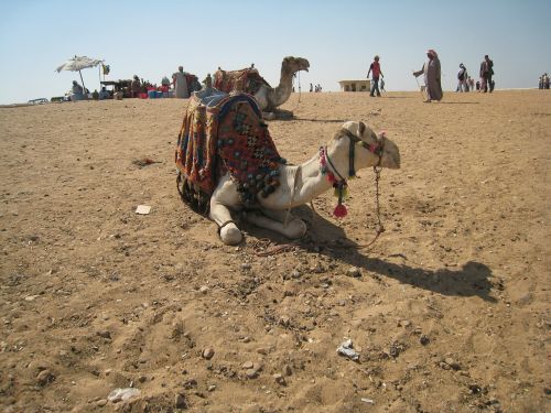 camel egypt cairo