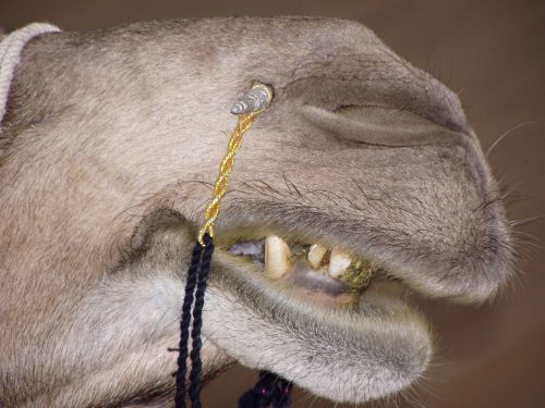 camel foot india