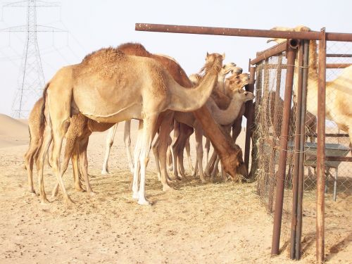 camel desert dromedary