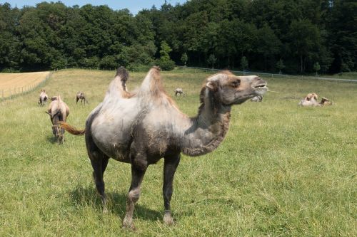 camel camelus bactrianus paarhufer