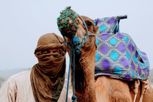 camel camel love love