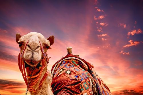 camel sunset landscape