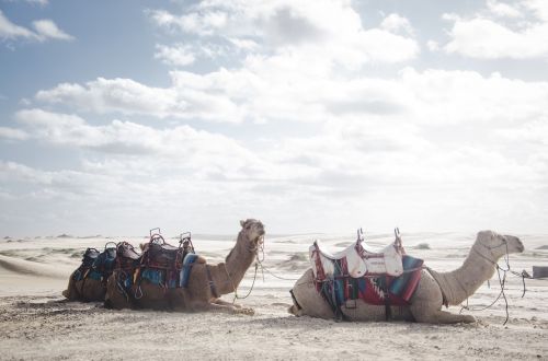camel animal desert