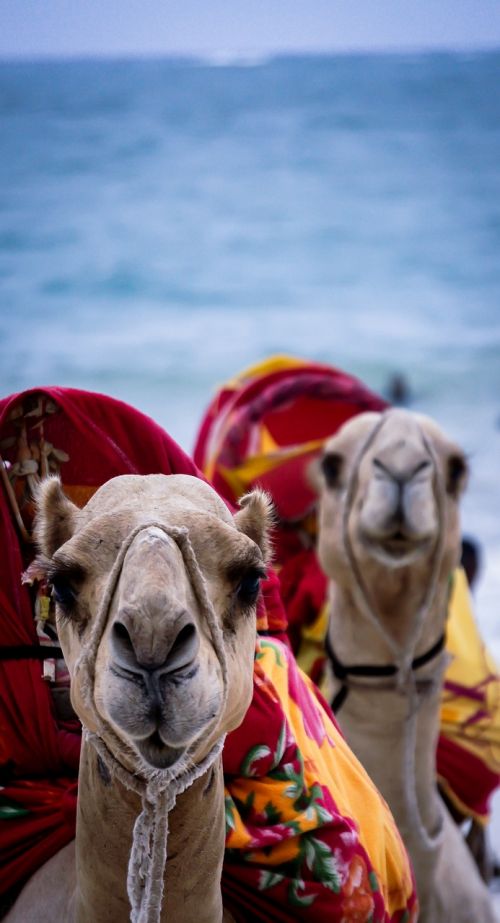 camel kenya mombasa