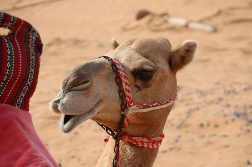 camel desert hello