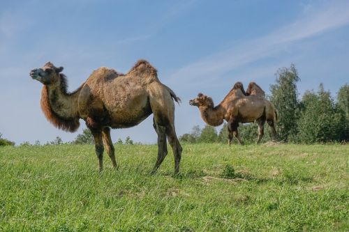 camel wild bactrian camels camels