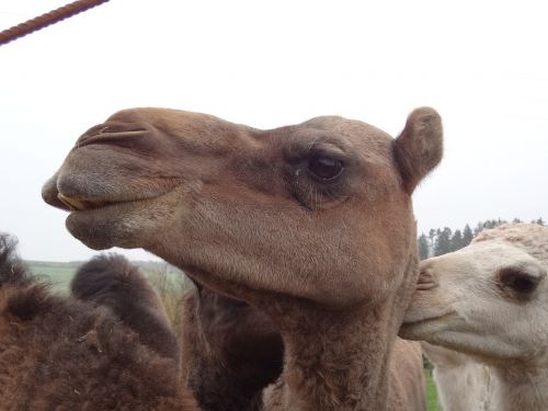 camel head desert ship