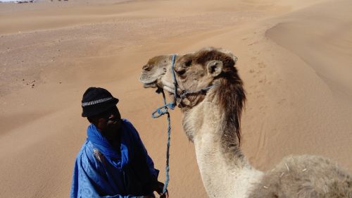 camel bedouin morocco
