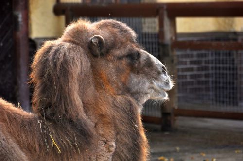 camel zoo zweihoeckriges