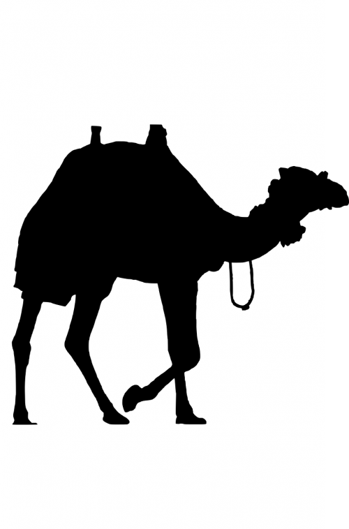 camel animal silhouette
