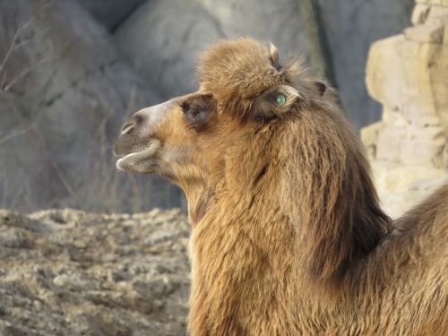 camel mammal animals