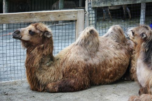 camel animal wildlife