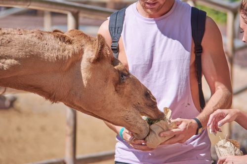 camel eat straw