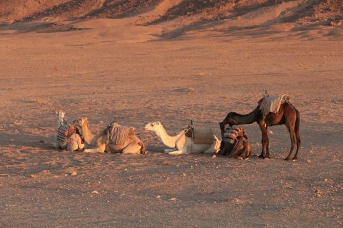 camel animal caravan