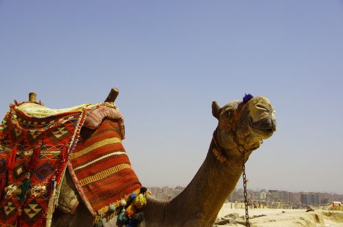 camel mammal travel