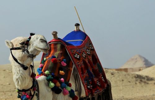 camel traditional travel