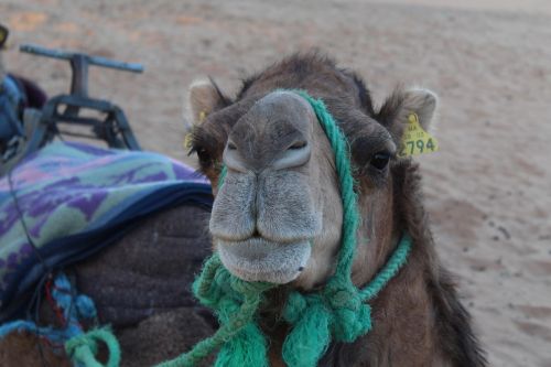 camel portrait animalia