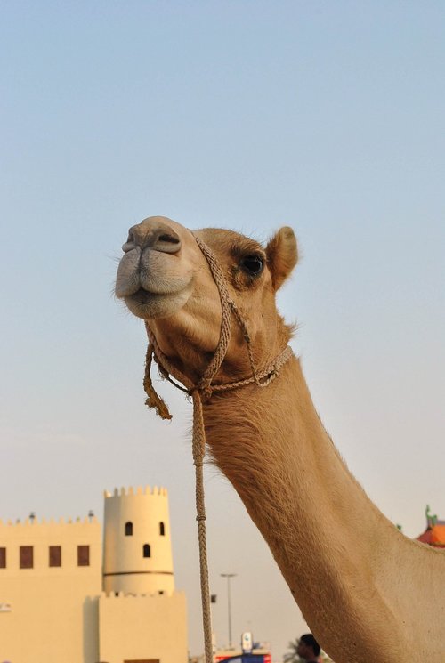 camel  desert  animal