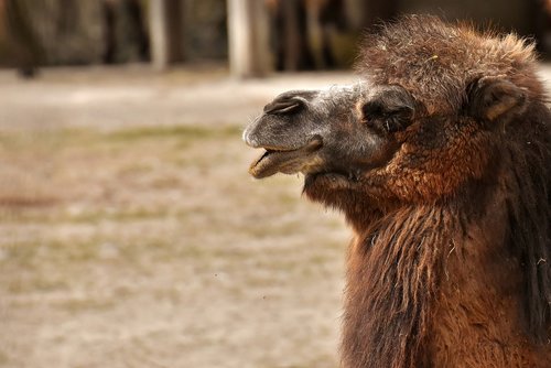 camel  zoo  animal