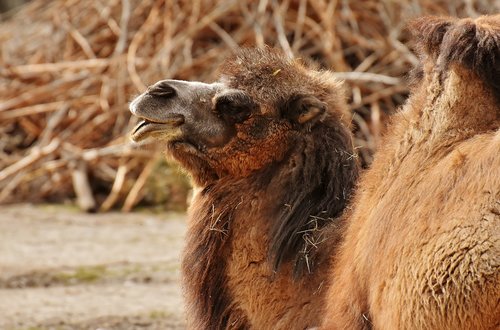 camel  zoo  animal