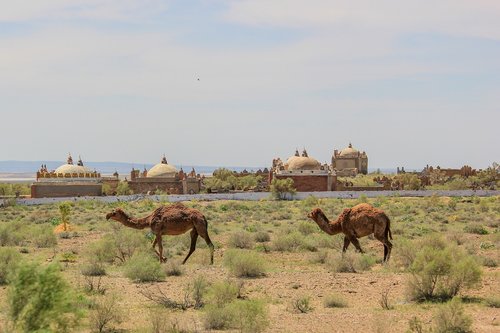camel  desert  animals