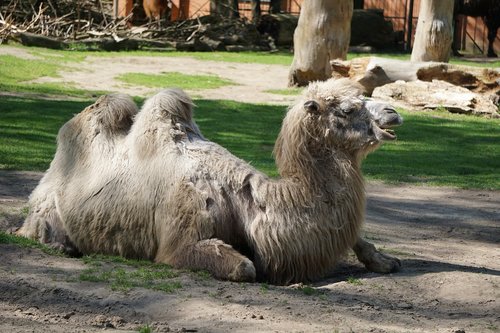 camel  zoo  animal