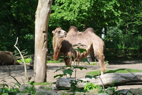 camel nature wild