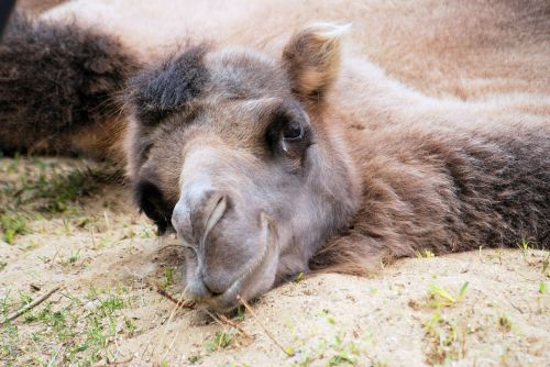 camel dromedary head