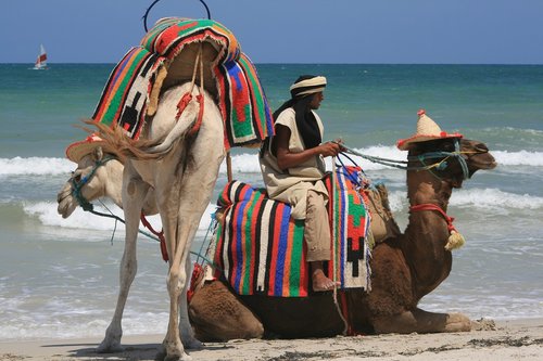 camel  desert ship  africa