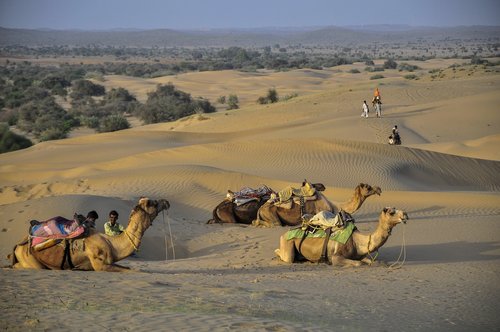 camel  desert  india