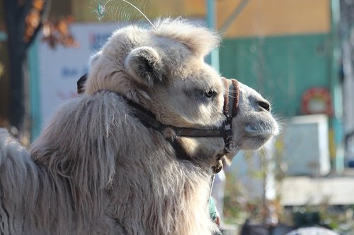 camel  animal  pet