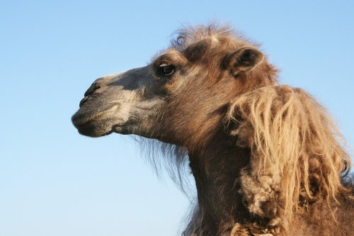 camel  animals  summer