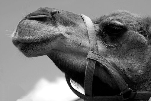 camel  face  close up
