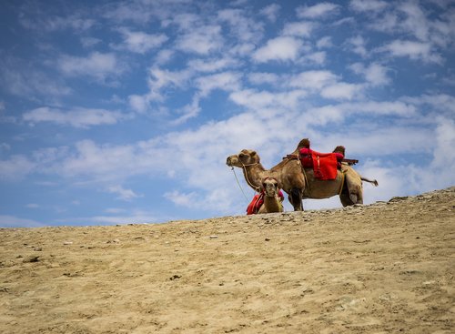 camel  desert  sand