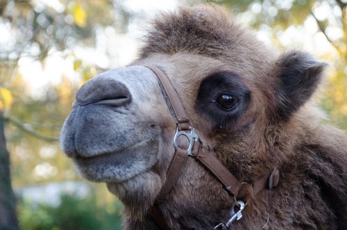 camel  zoo  animal