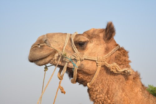 camel  head  portrait
