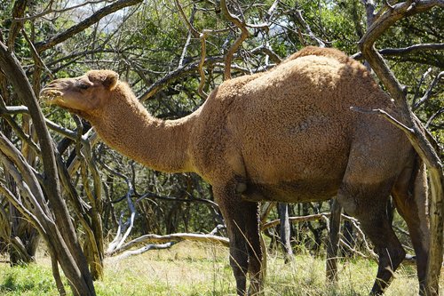 camel  animals  desert