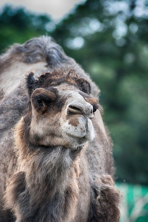 camel  dromedary  animal