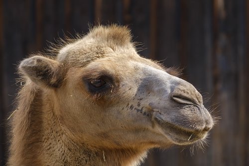 camel  dromedary  livestock