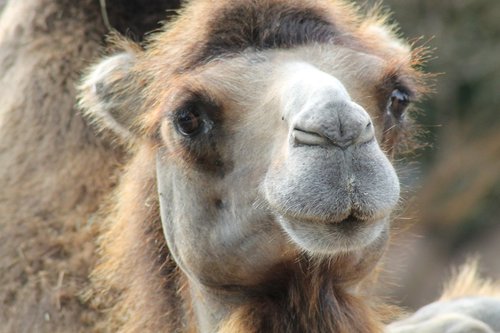 camel  zoo  desert animal