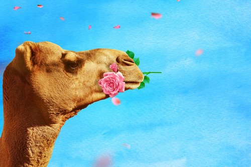 camel  rose  rose flower