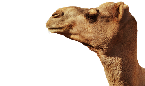 camel  animal  animal head