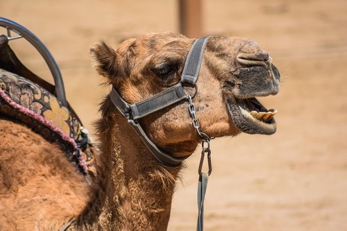 camel  head  animal