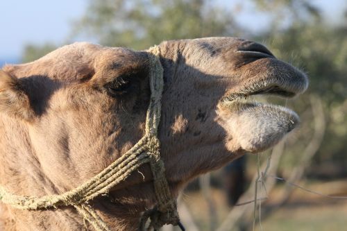 camel animal close-up