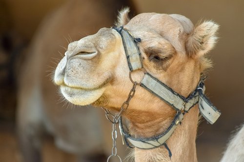 camel  head  animal