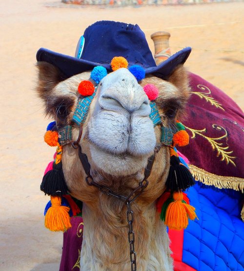 camel  fun  hat